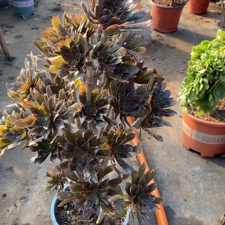 灰法20多肉植物法师法师