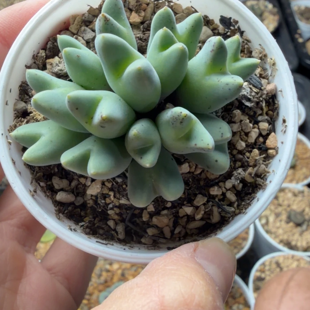 大群猪蹄杂福利888号