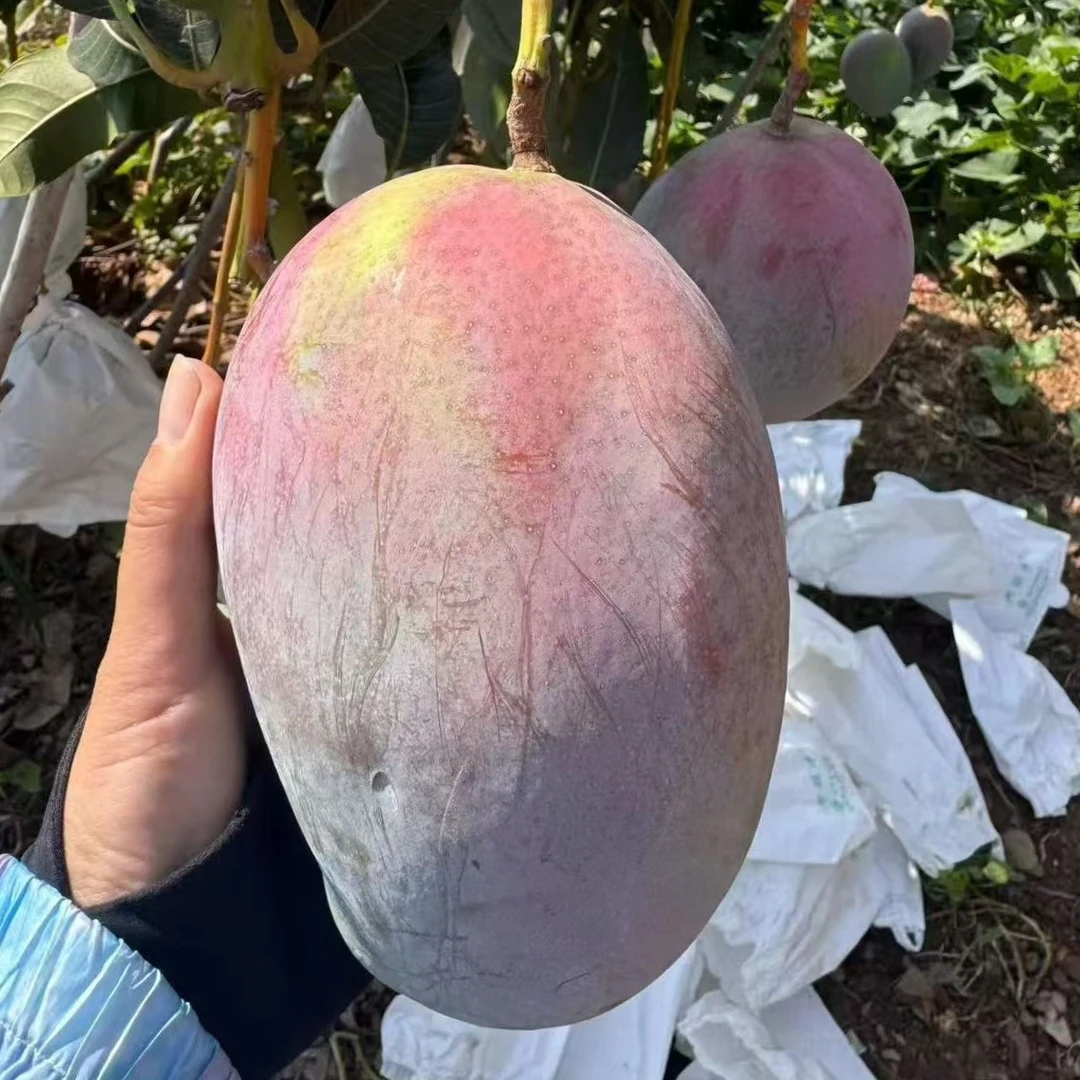 四川攀枝花凯特芒果人工采摘现摘现发，带箱10斤装优质果口感鲜甜