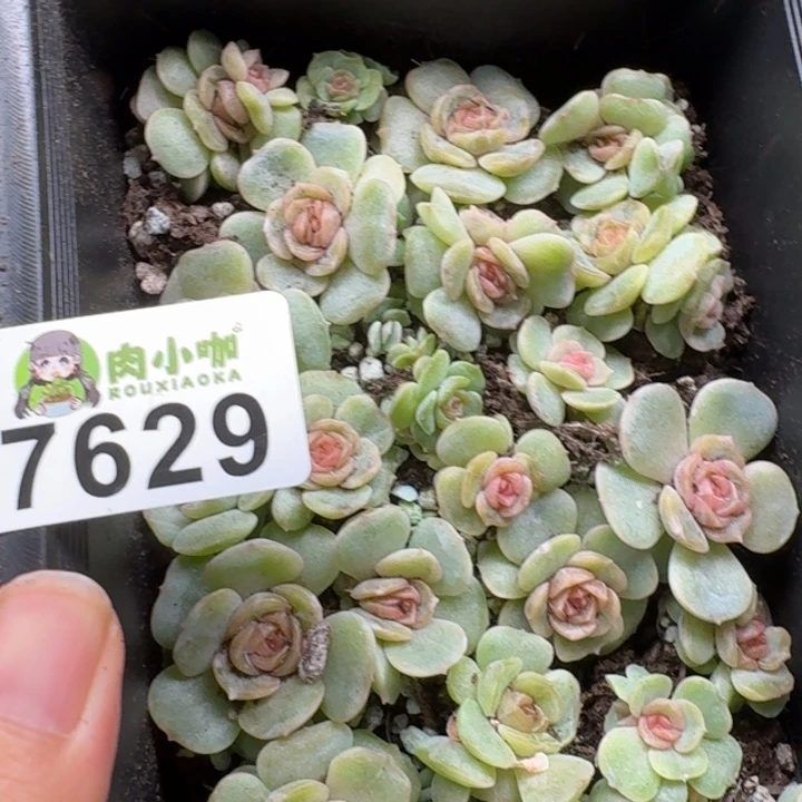闻****多肉植物多肉植物