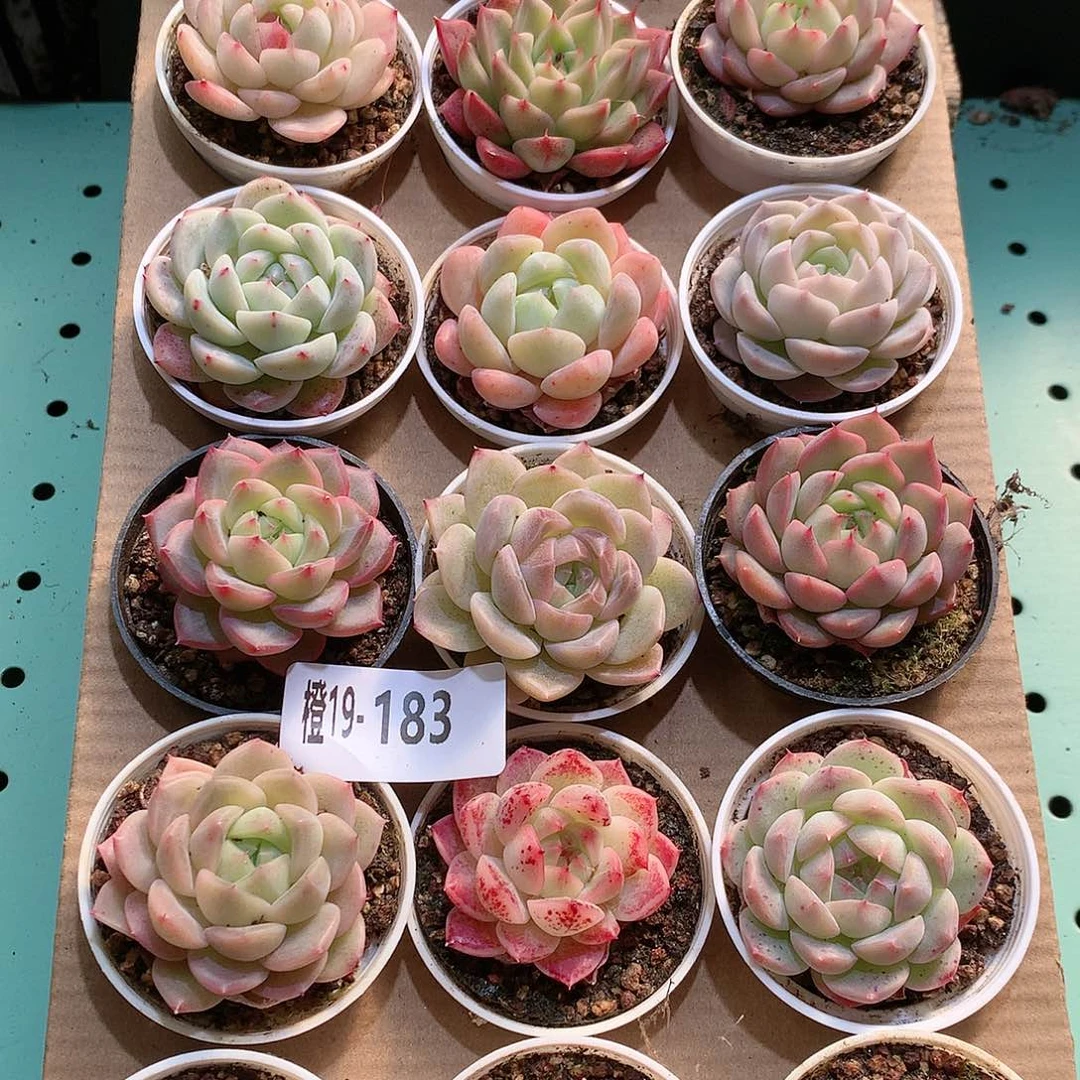 19-183一物一拍带盆18颗。