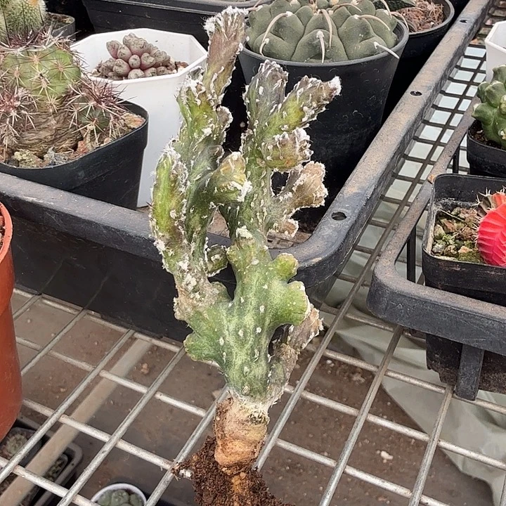 实生残雪缀3仙人球