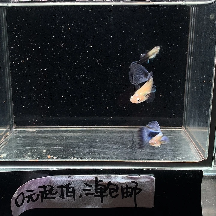 孔雀鱼紫礼服一对➕小母1