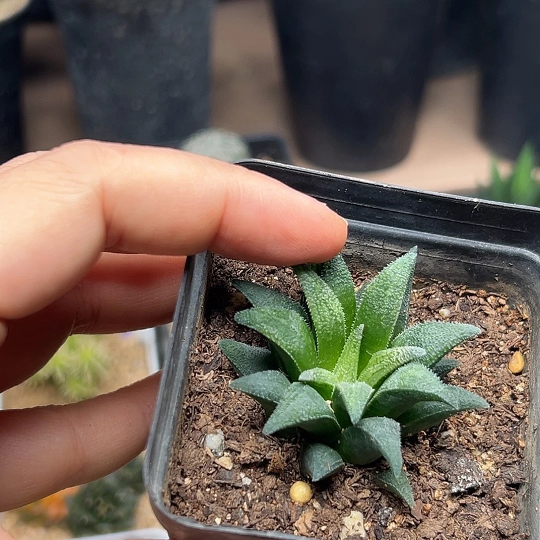 大型群蛟一颗一颗一颗