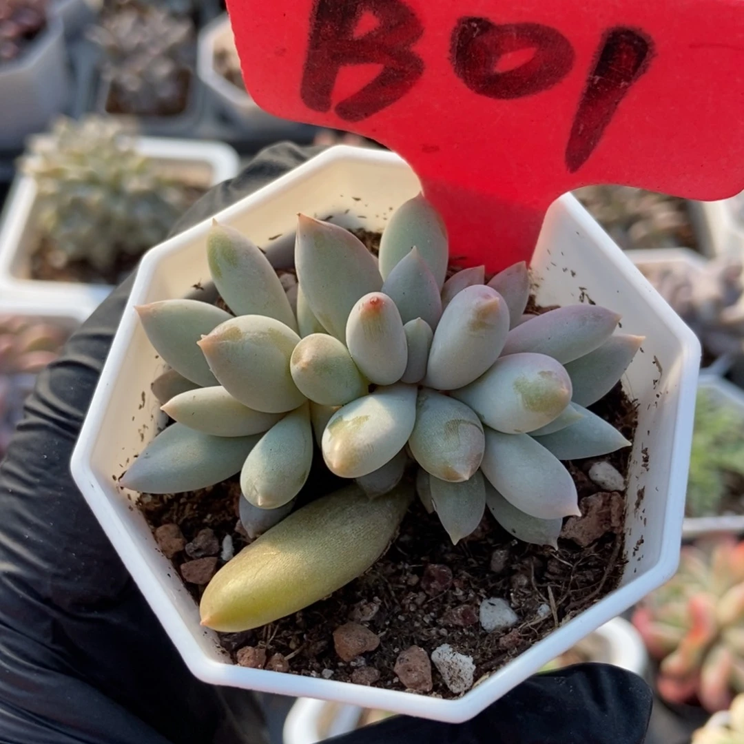 01哥特多肉植物多肉