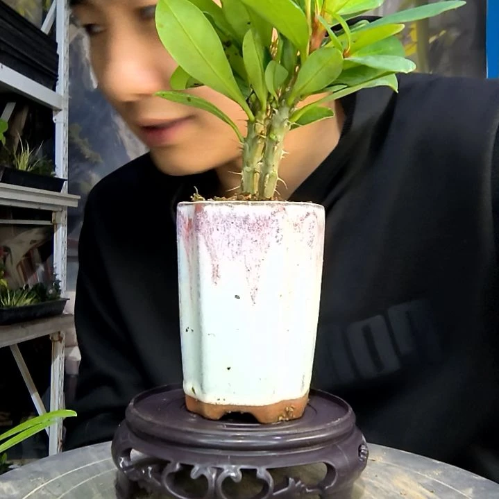 珍***?中青园艺一物一拍120