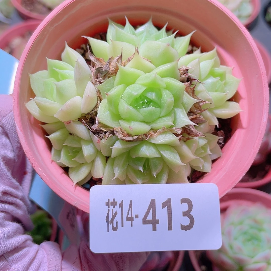 花利美14-413麦秆