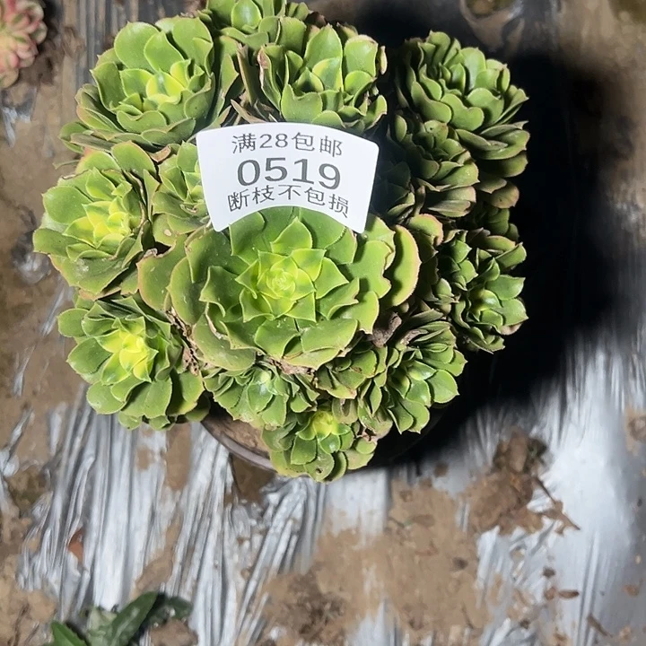 0519辛尼亚多肉植物