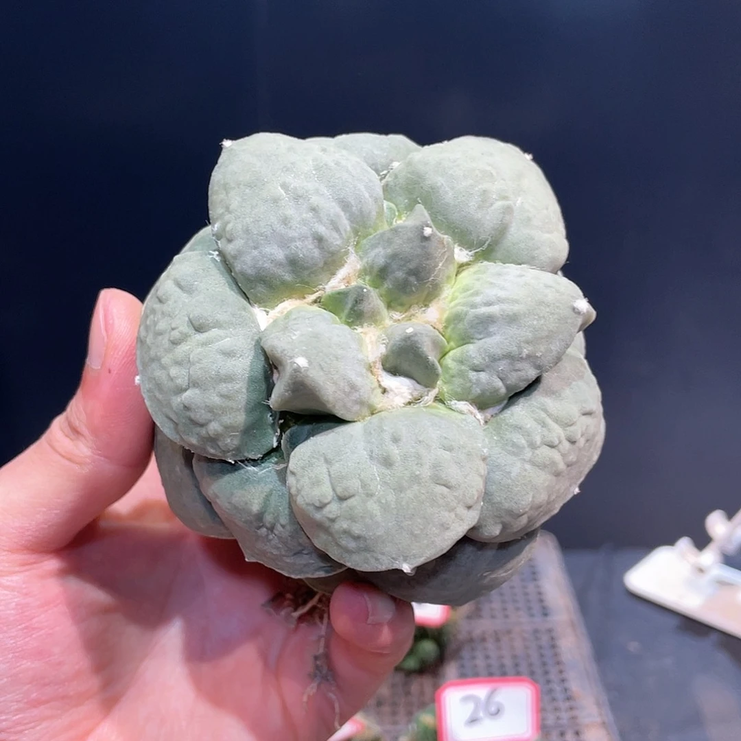 29号自根丸尤怒涛