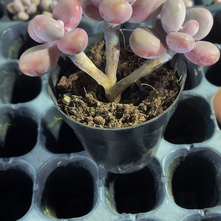 三头老桩腰子蛋带盆