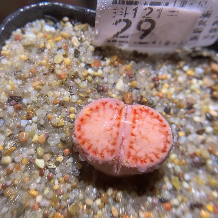 精品生石花121.29高特