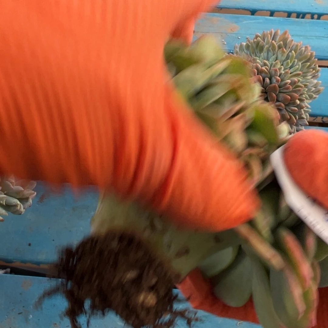 知***一xkulemojlomowwomoj