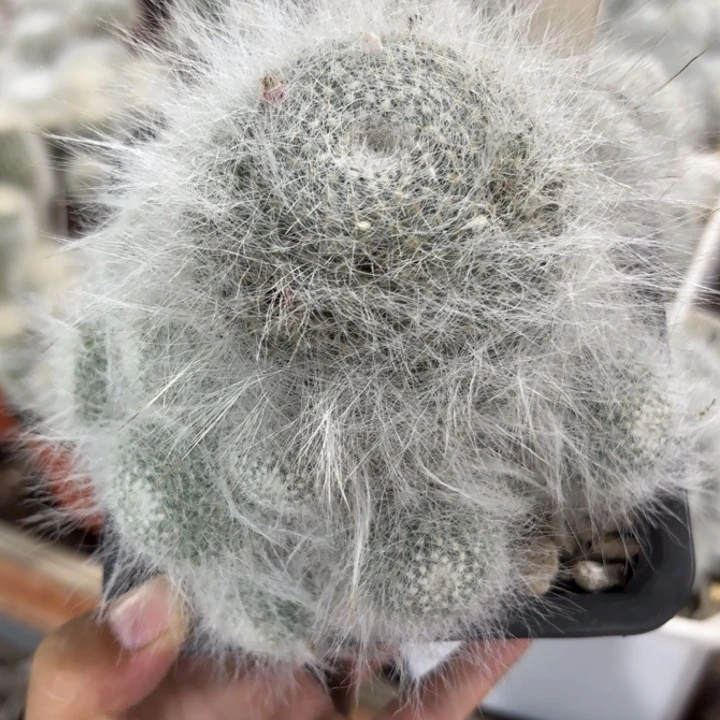 9921群生雪猿玉翁好美皮实