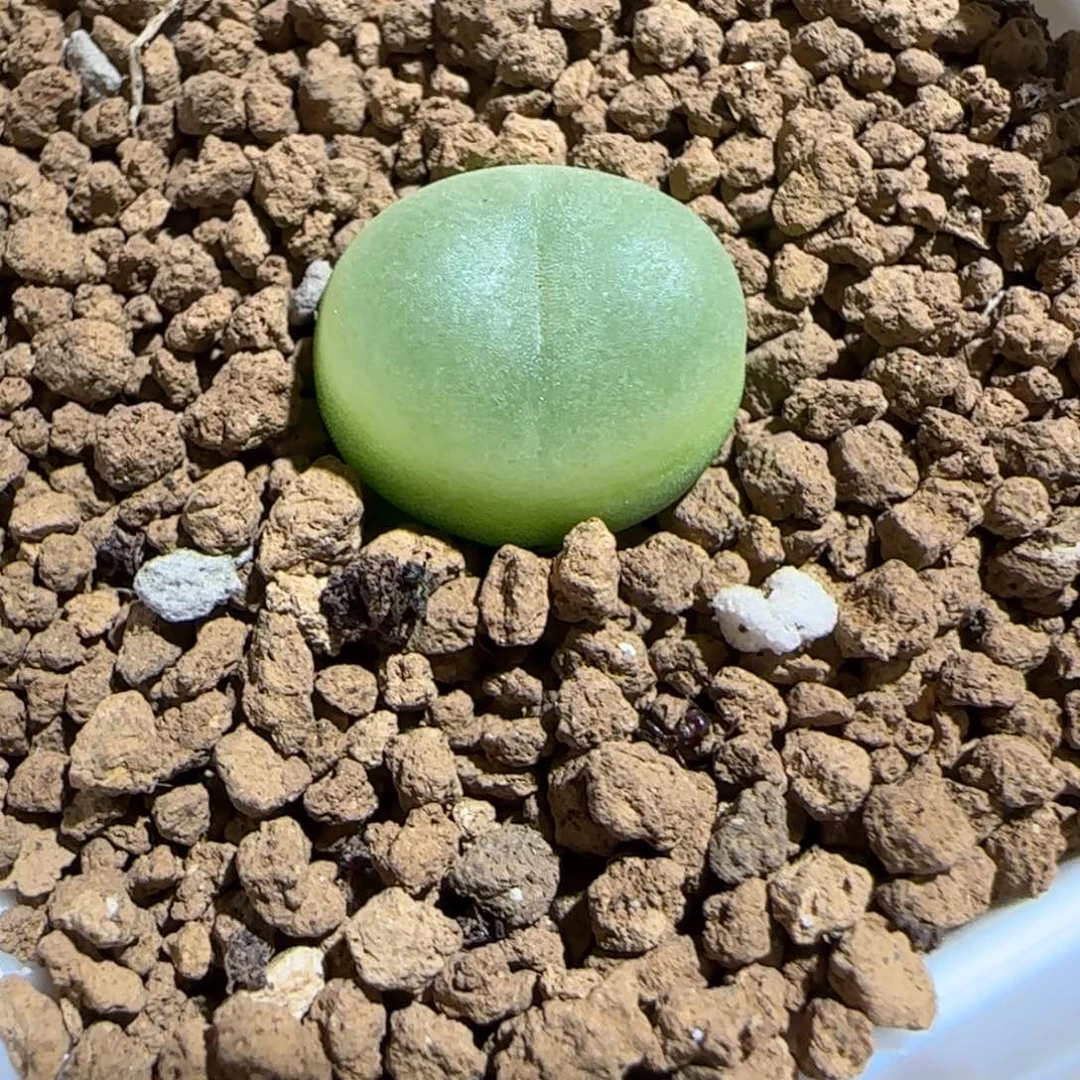 肉锥多肉植物组合-日式拉登404
