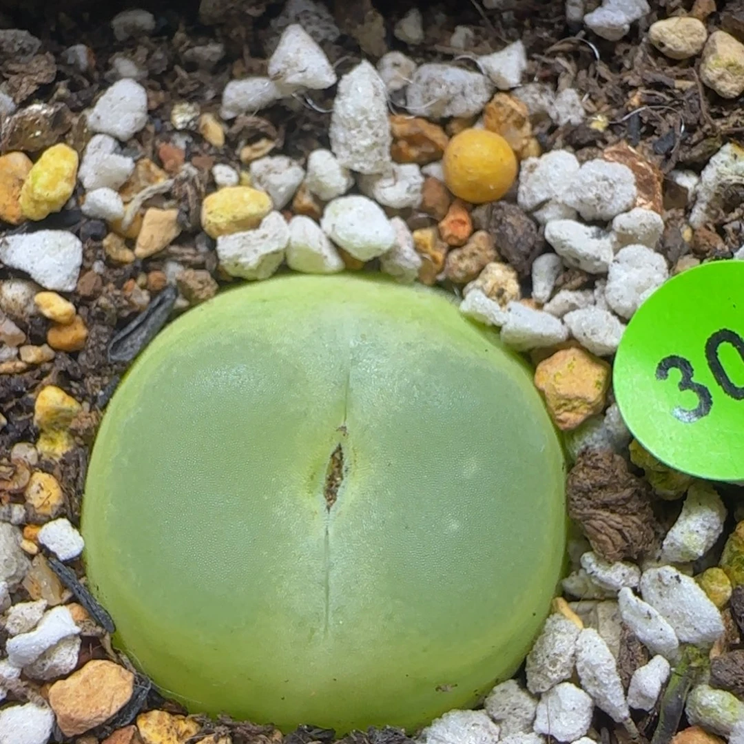 拉登2.6多肉植物301