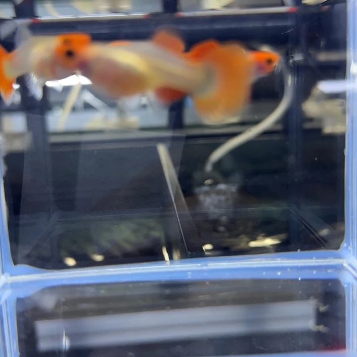 孔雀鱼4红头玻璃猫两对