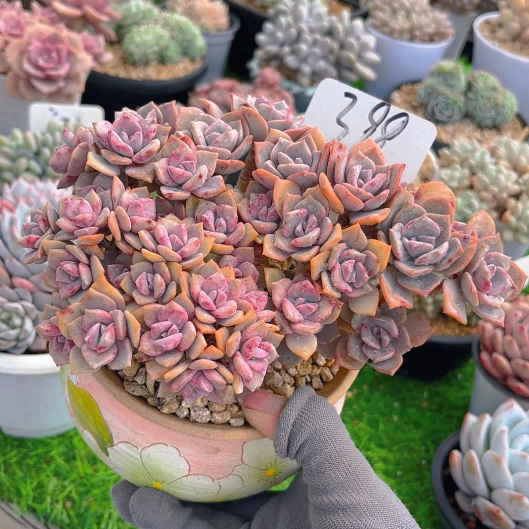 彩虹糖88888tu tu tu t