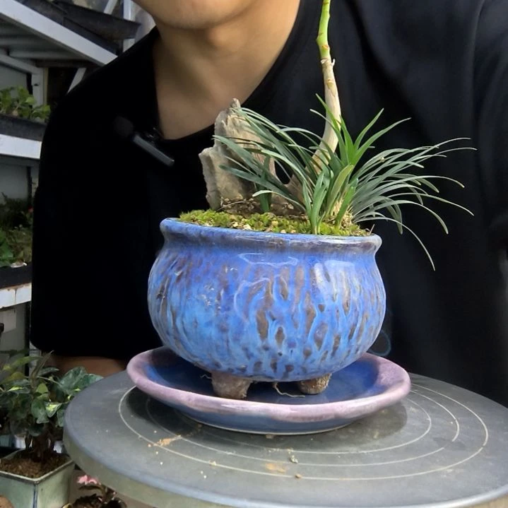 可**?中青园艺一物一拍29