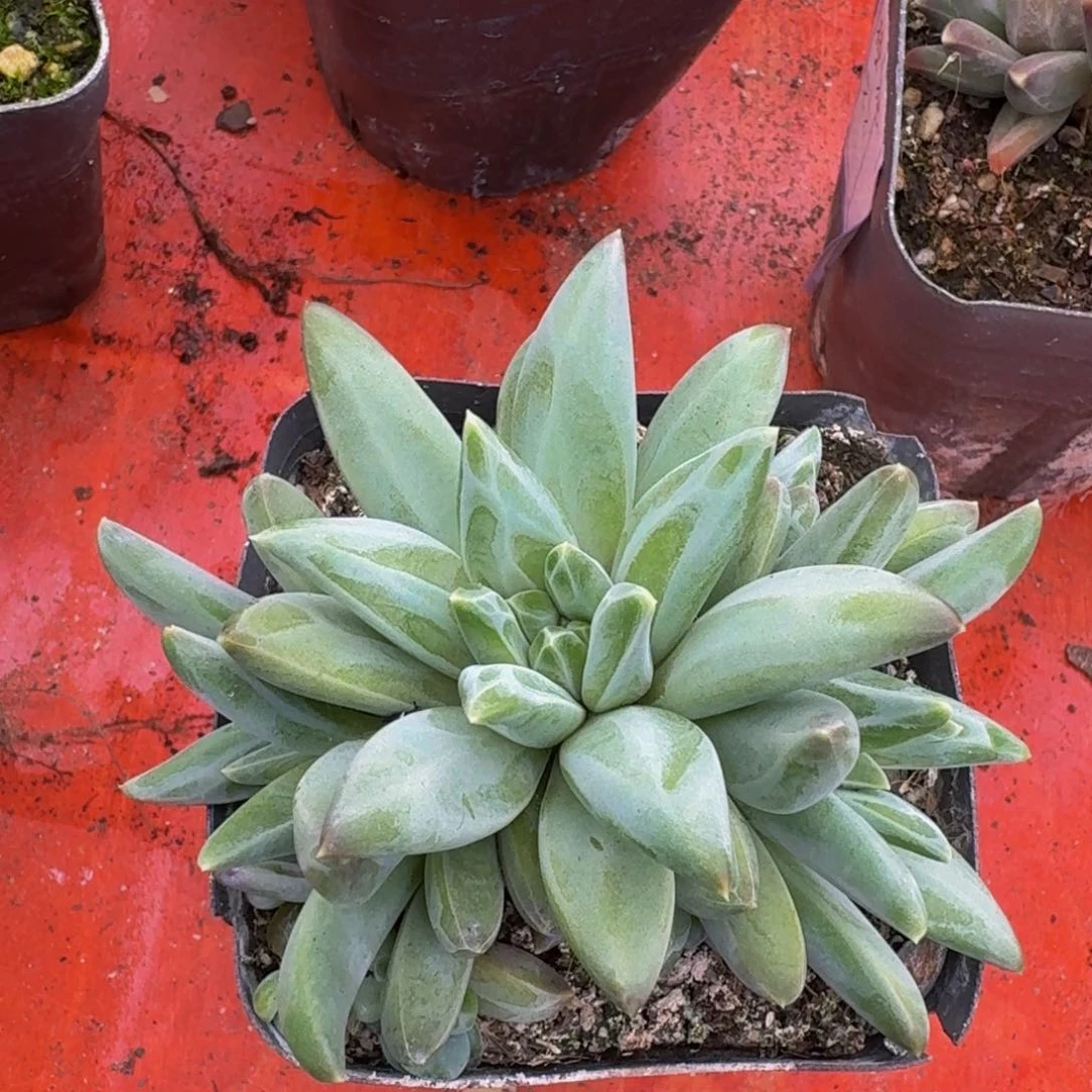 美人系列产品多肉一颗