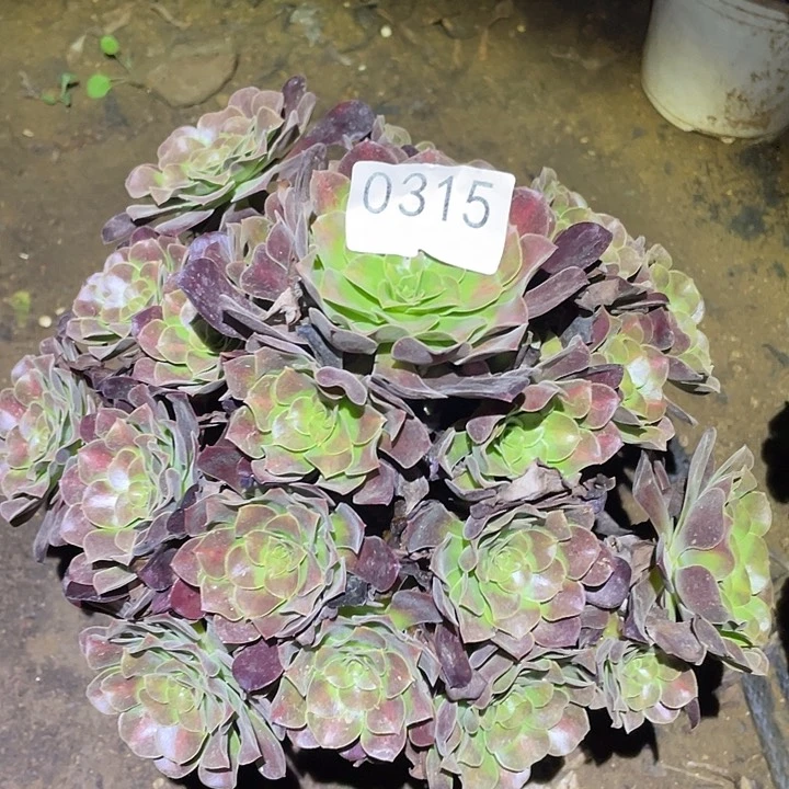 多肉植物断枝不包315花呐