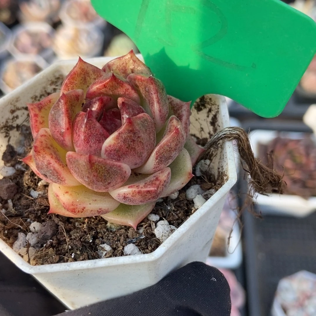 752水晶玫瑰多肉植物保护