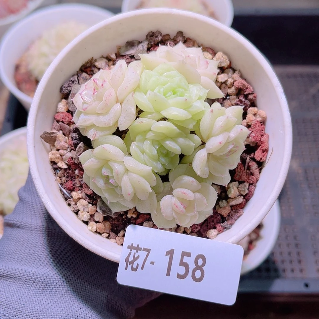 花07-158白天鹅群