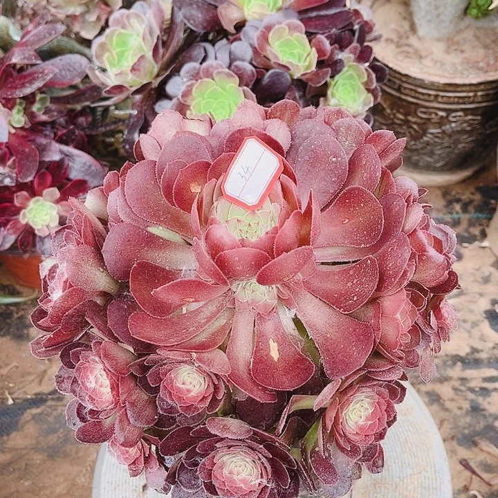 34号红心沙拉碗法师