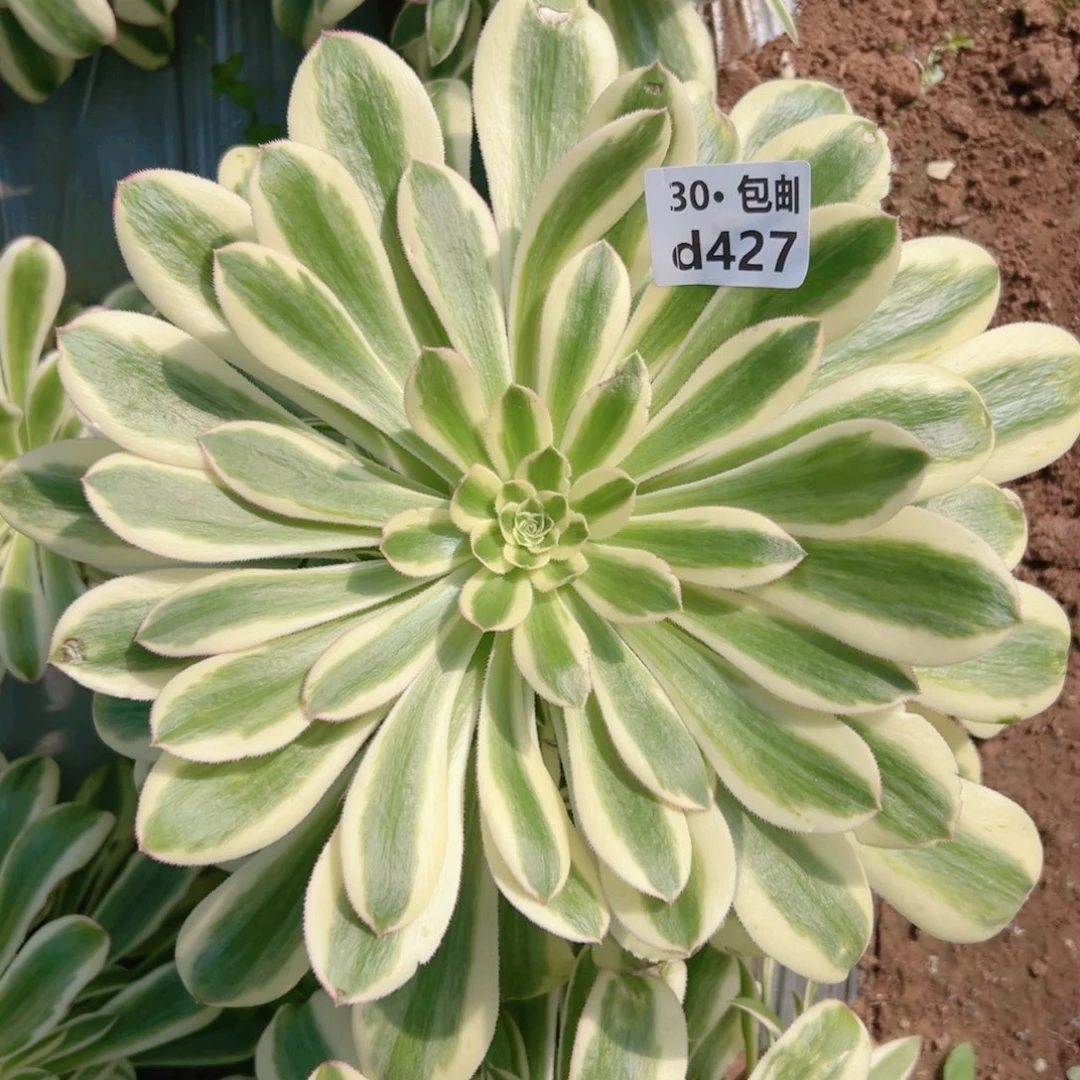 燕*427保时捷多肉法师