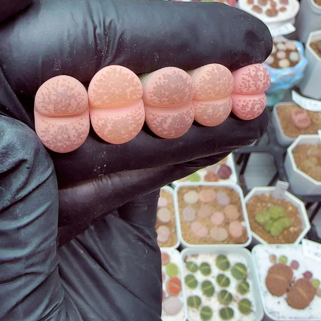 朗哥18包邮0902-248