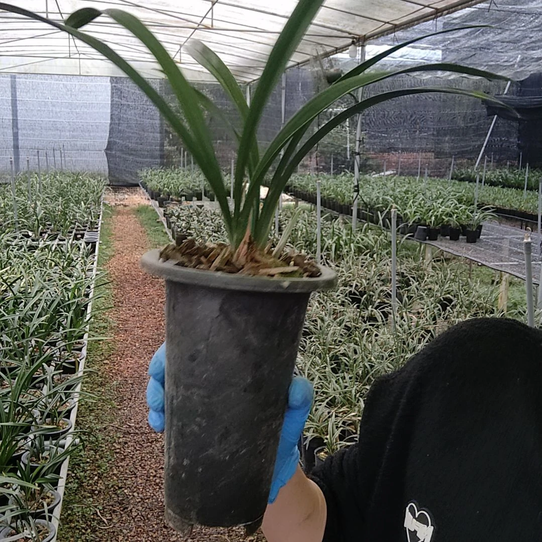 完全开放春剑朱金荷