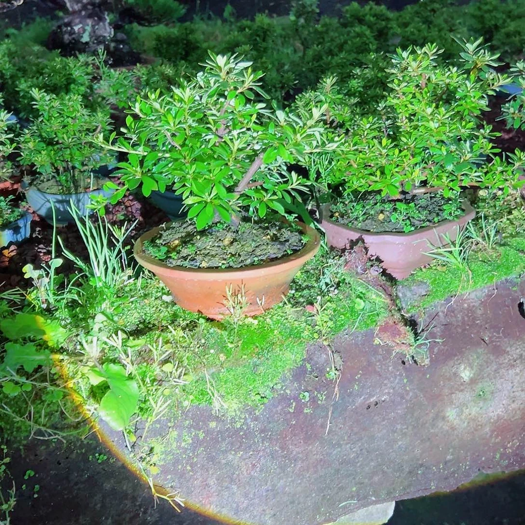 无花朵盆景皋月杜鹃萤