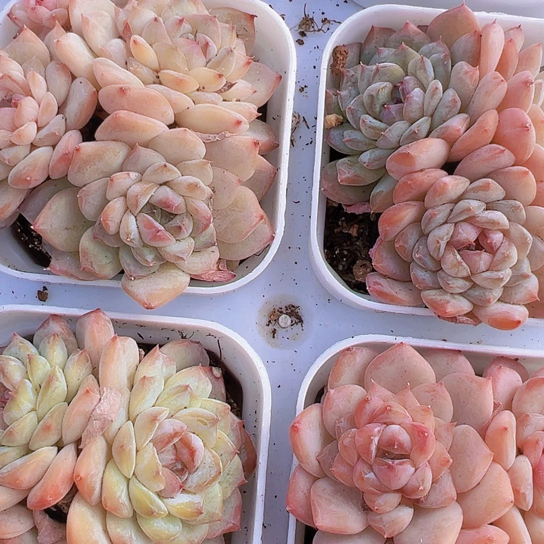 冰葡萄群19包邮多肉