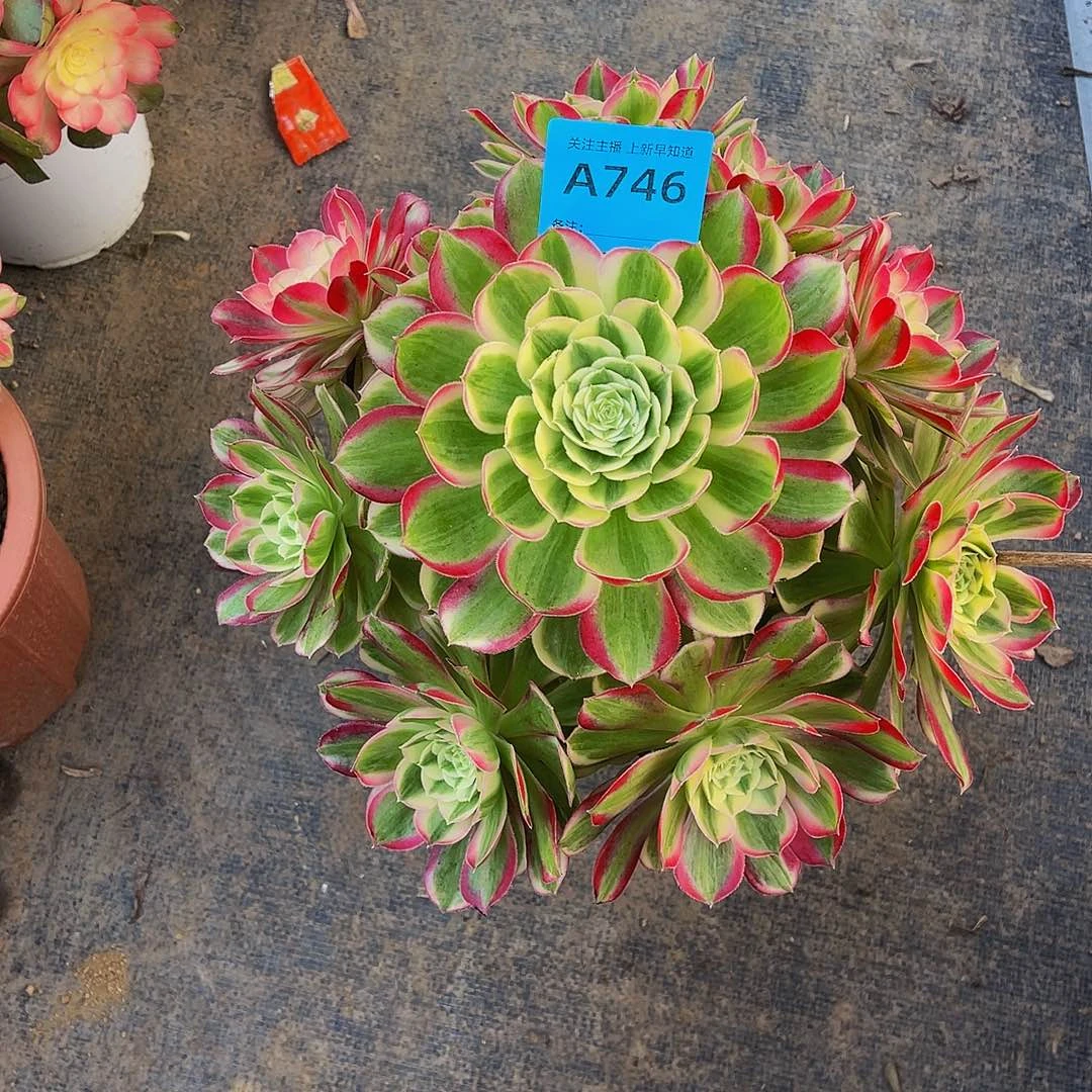 孔雀翎746拖土发货