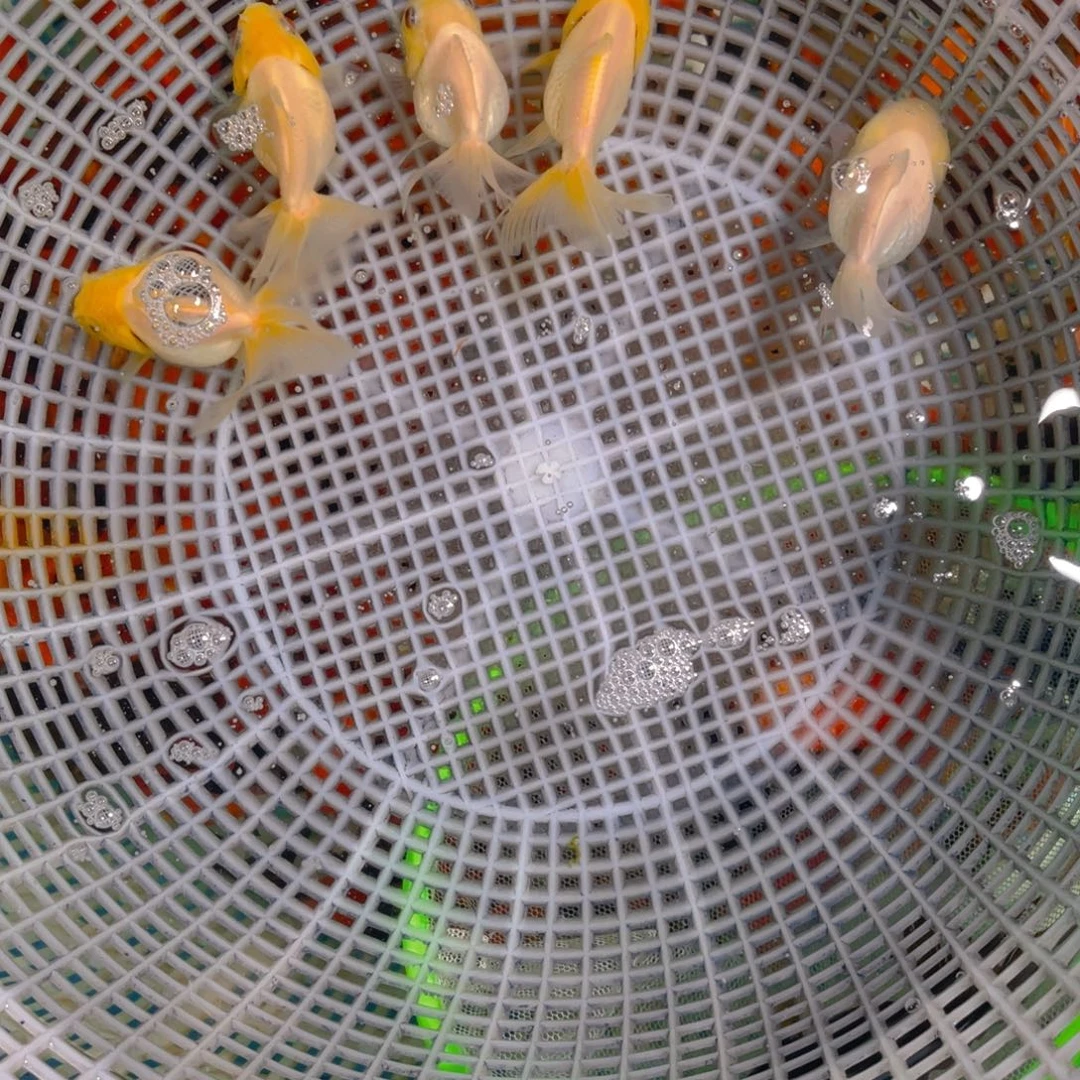 海水鱼黄菠萝5条，3-5厘米