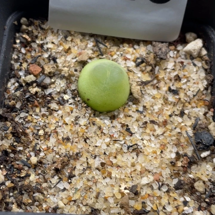 完全开放920拉登母本带盆