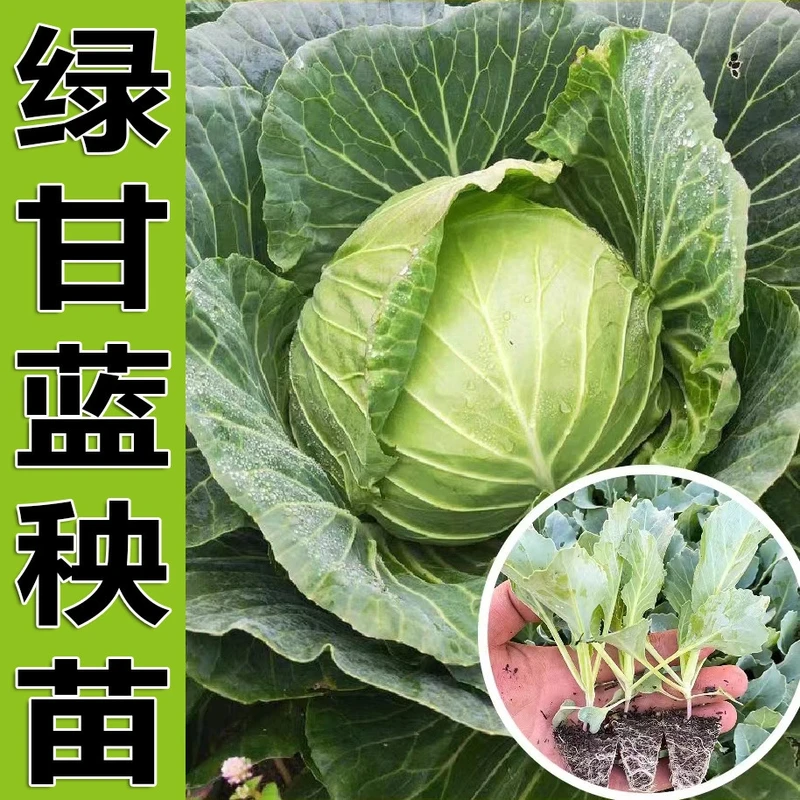 【寿光速发】甘蓝种苗蔬菜苗蔬菜之乡阳台种植地栽盆栽小院种植