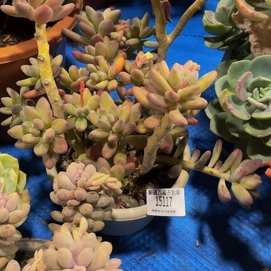 懒*苹果奶15117多肉