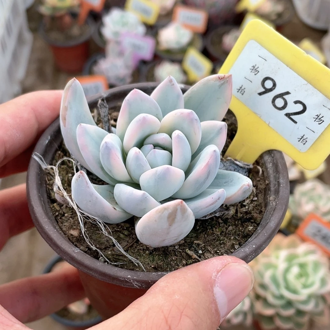 【闪购商品】962号