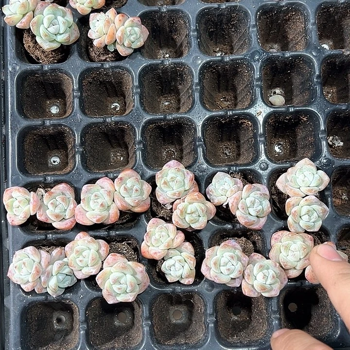 唐***姐冰玉双头 满10颗包邮