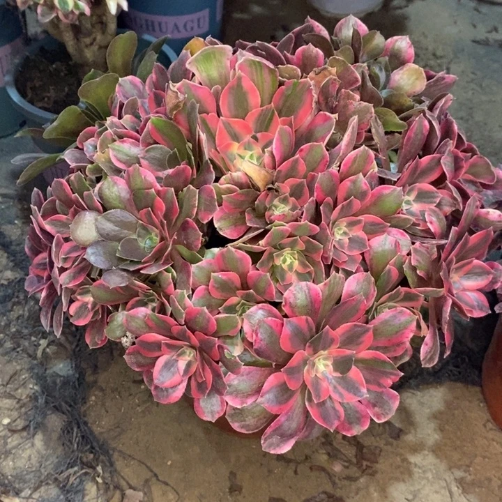 女妖多肉植物36。