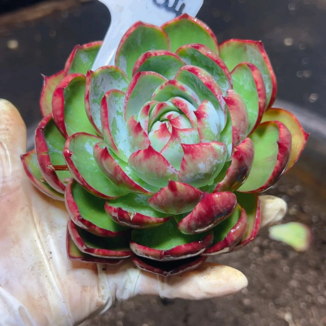 常*²惊鸿仙子一物一拍2064号