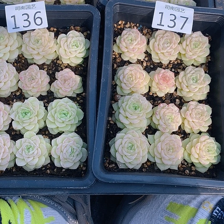 136-137 多肉植物盆栽花卉植物