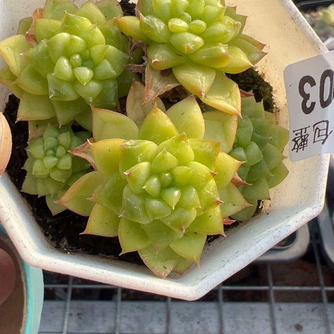 小卡拉米糖心一物一拍17-3