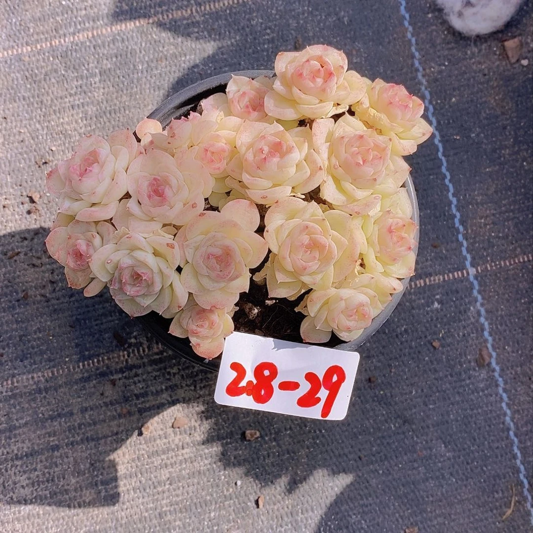 2.8-29-白天鹅群福利一颗 默认散