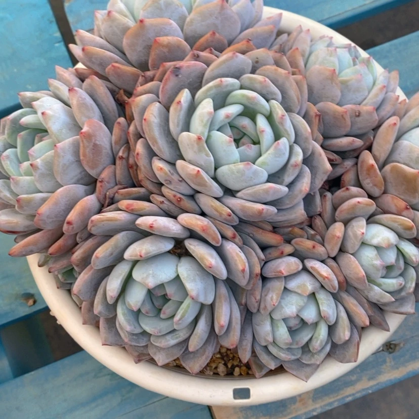 【闪购商品】R****y11