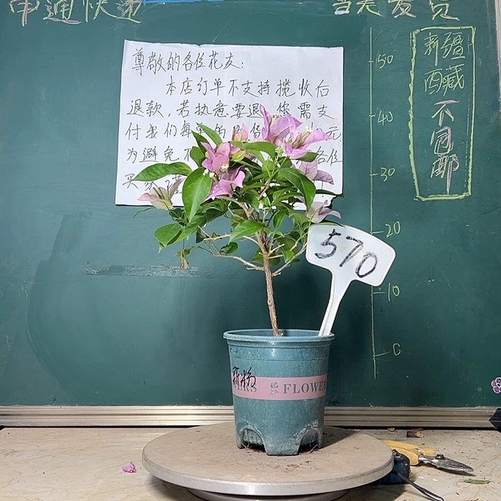 当前无花栽培后可以开花 新加坡大宫粉  570