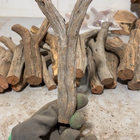 大果紫檀（缅甸花梨）长****学