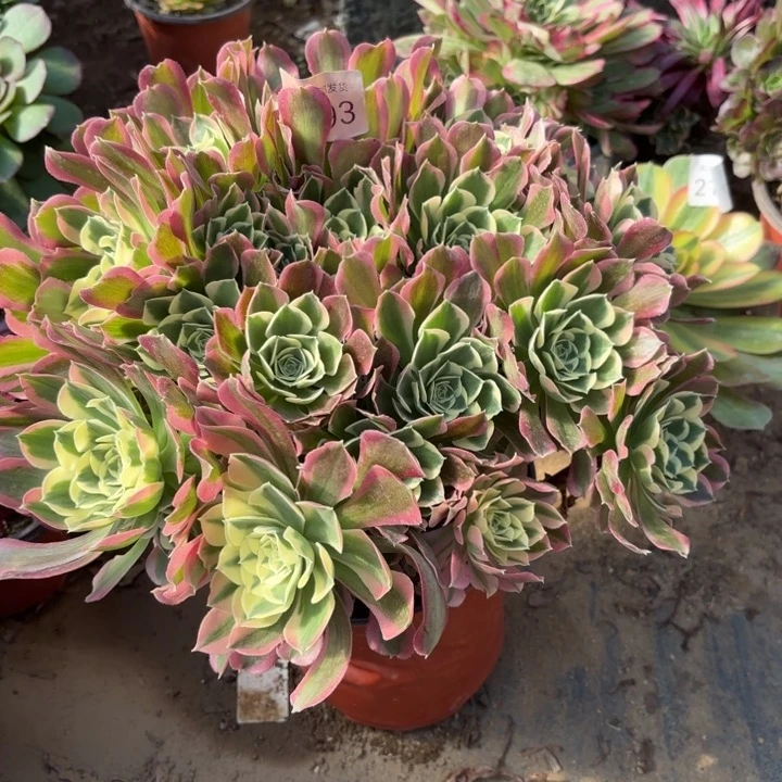 白凤多肉法师5793