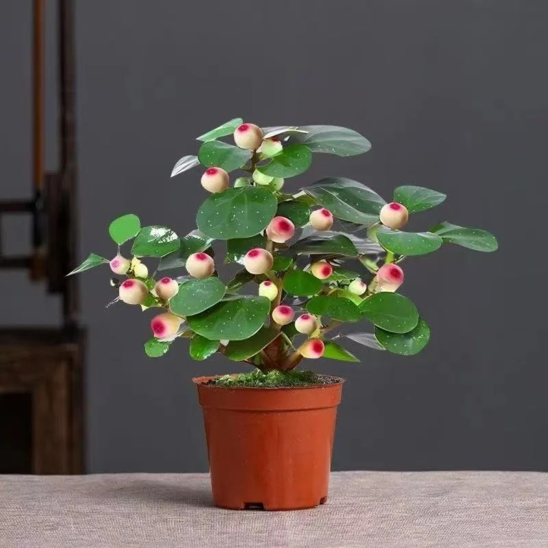 小盼菩提禅意盆栽室内办公桌面装饰绿植好养桌面盆景植物