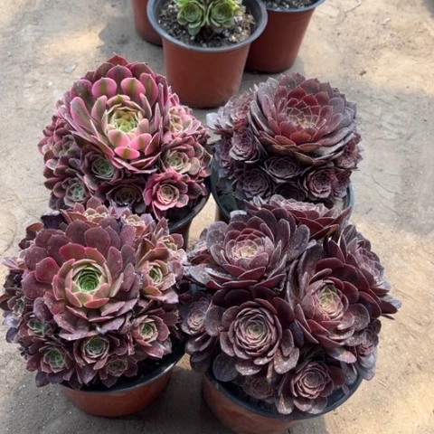 607多肉植物组合